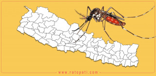 डेंगुको ‘हब’ बन्यो  सुनसरी ४ हजार बढी सङ्क्रमित, ३ जनाको मृत्यु