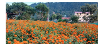 एउटै फार्मबाट दुई लाखको फूल बिक्री