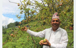 गाजनेमा स्याउ उत्पादन हुन थालेपछि कृषक उत्साहित